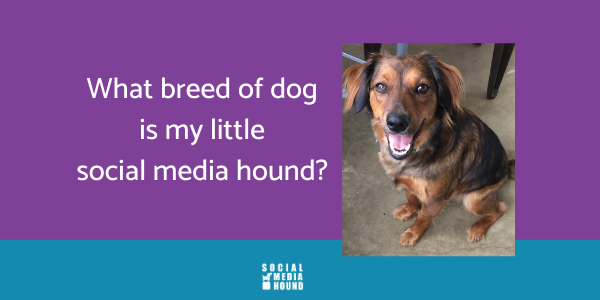 What breed of dog is my social media hound?
